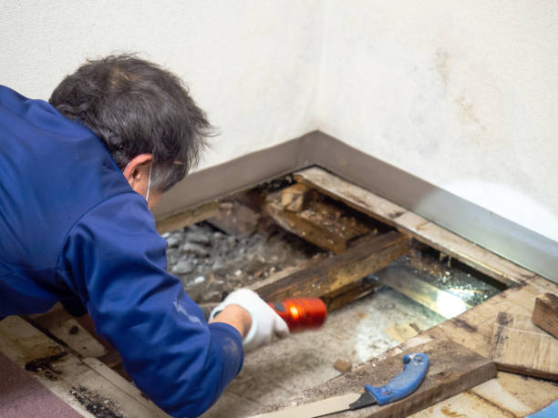 Best Mold Testing  in Covington, OH