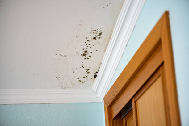 Attic Mold Removal in Covington, OH