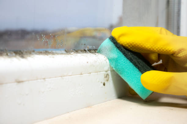 Best Best Mold Removal Companies  in Covington, OH