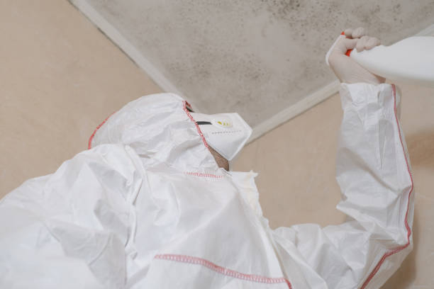 Best Attic Mold Removal  in Covington, OH
