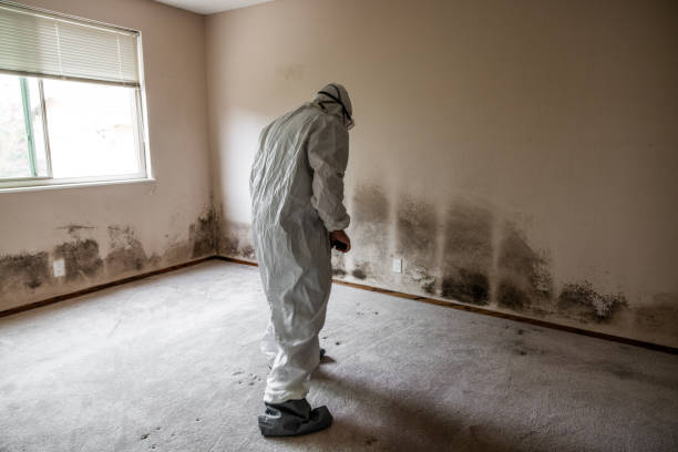 Home Mold Removal in Covington, OH