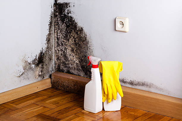 Best Mold Testing  in Covington, OH