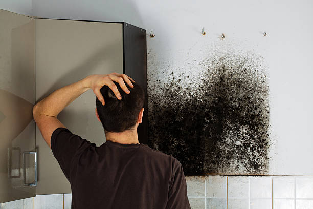 Best Mold Damage Repair  in Covington, OH