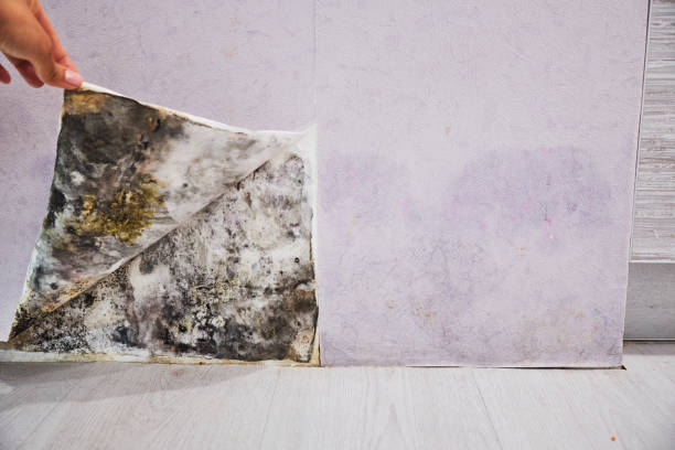 Best Fast Mold Removal  in Covington, OH